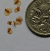 ไวท์เบิร์ช หรือซิลเวอร์ เบิร์ช (White Birch) / 100 เม็ด (Australia)