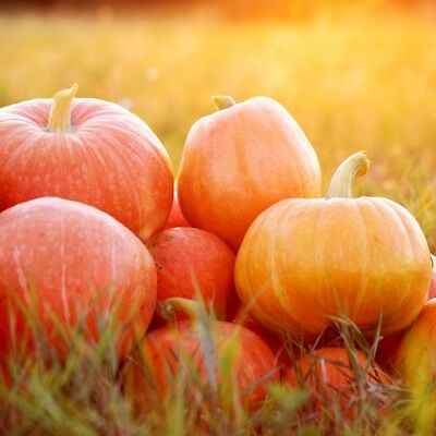 ฟักทองอเมริกัน (Pumpkin Bambino) / 5 เม็ด (Poland)