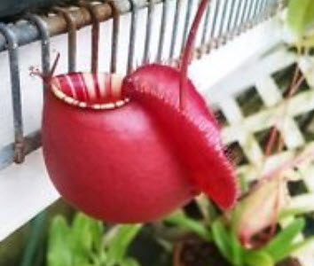 หม้อข้าวฯ แอปเปิ้ล (Apple Nepenthes) / 50 เม็ด (หายาก)