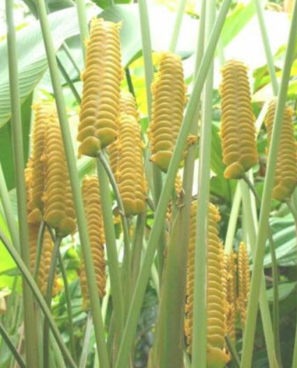 คล้าตะขาบทอง (Yellow Rattleshaker) / 5 เม็ด (Portugal)