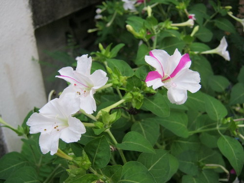 บานเย็นผสม (ขาว-บานเย็น) / 10 เม็ด (ไทย)