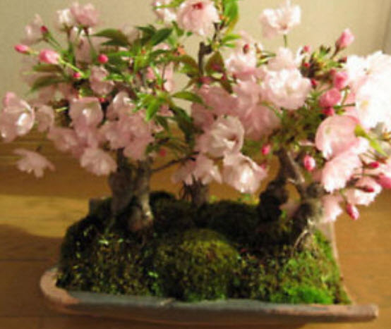 บอนไซซากุระ (Sakura bonsai) สีชมพู / 10 เม็ด (นอก)