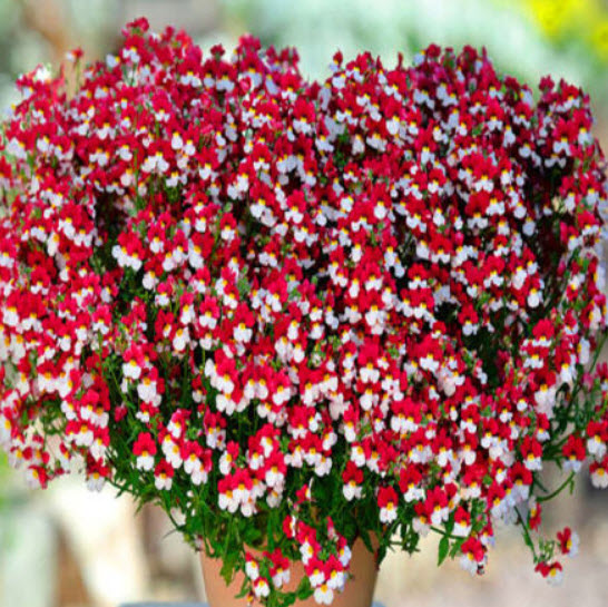 เนมีเซีย แดนิช แฟล็ก (Nemesia Danish Flag) / 1,000 เม็ด (UK)
