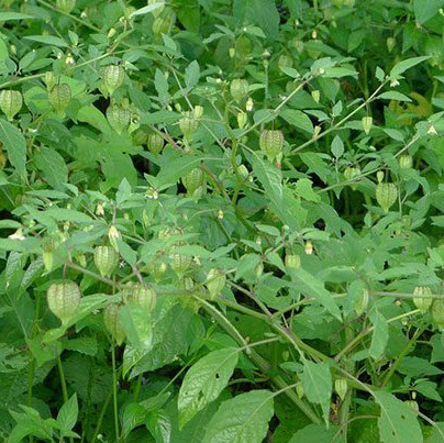 ต้นโทงเทงไทย หรือโทงเทงน้ำ สมุนไพรหายาก กระถาง 6 นิ้ว สูง 30-60 ซ.ม.