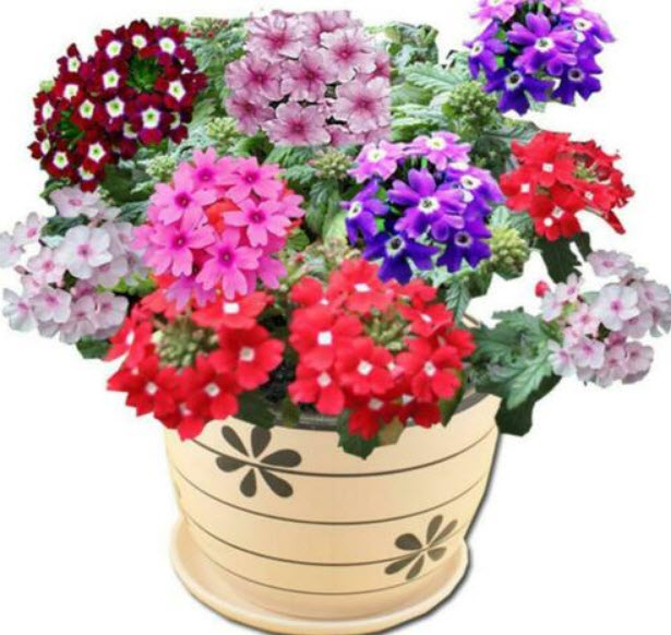 ซากูระบอนไซ (Sakura) คละสี / 25 เม็ด (China)