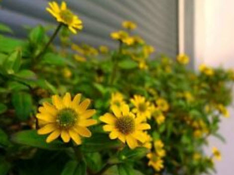 บานชื่นเลื้อย (Sanvitalia Procumbens) สีเหลือง / 260 เม็ด (UK)