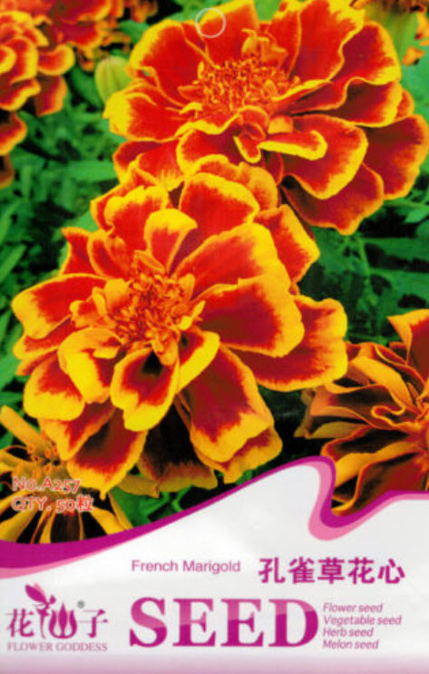 ดาวเรืองฝรั่งเศส (French marigold) / ซอง 50 เม็ด (A257)