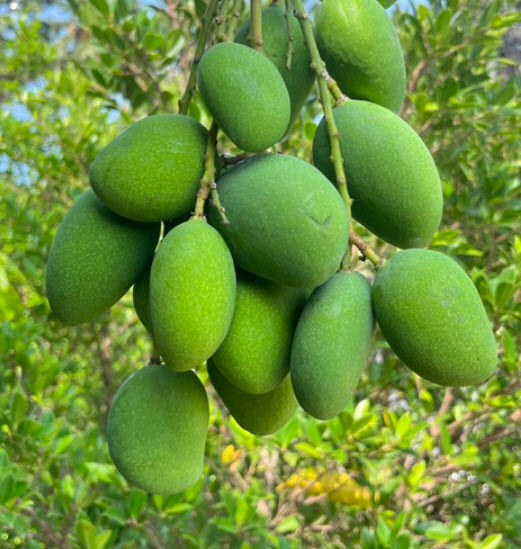 ต้น มะม่วงเบา มะม่วงตอแหล ลูกม่วงเบา เพาะเมล็ด สูง 50-80 ซ.ม. / ต้น