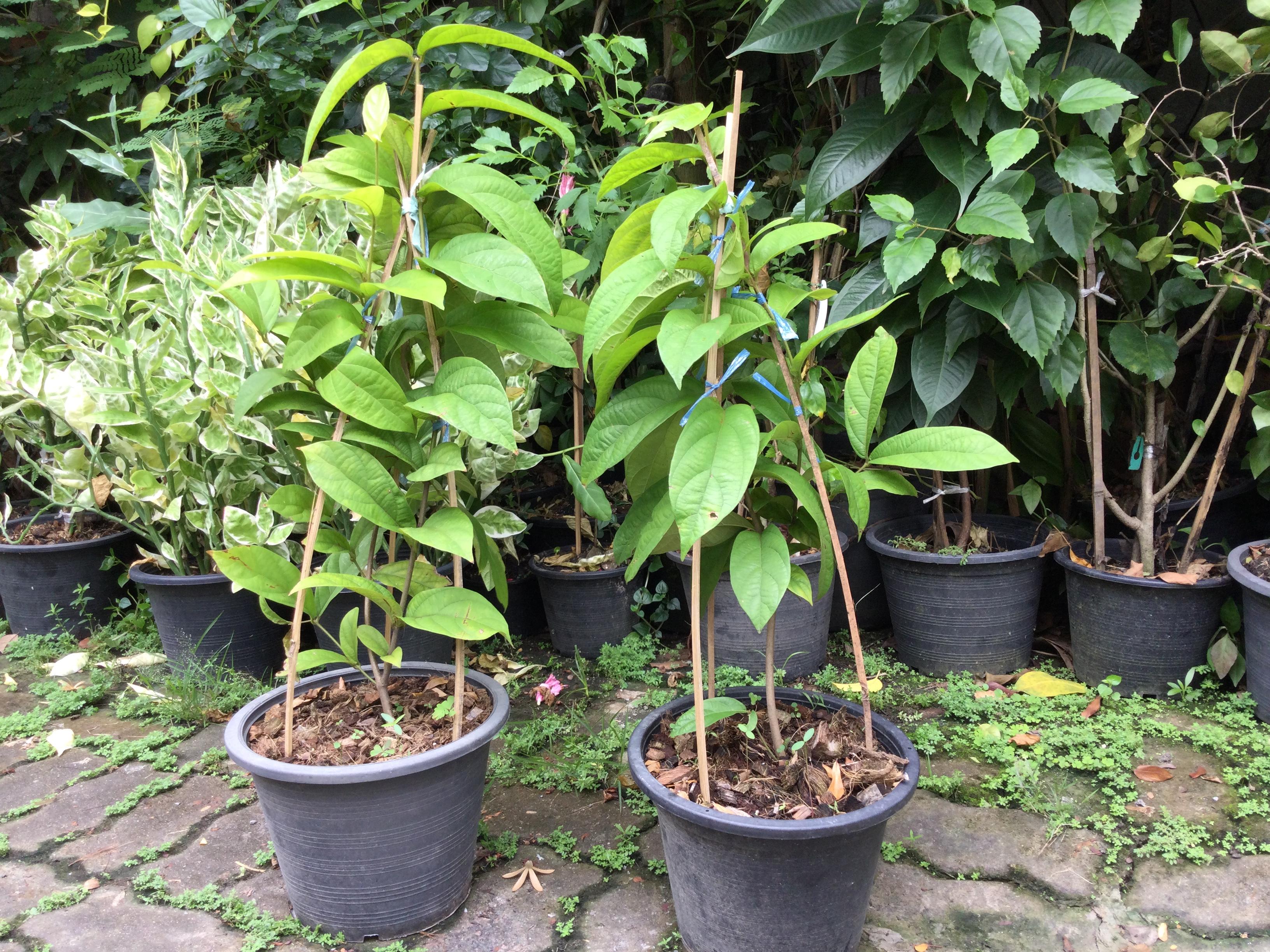 ต้นพวงประดิษฐ์ หรือเครือออน กระถาง 10 นิ้ว สูง 50-70 ซ.ม.