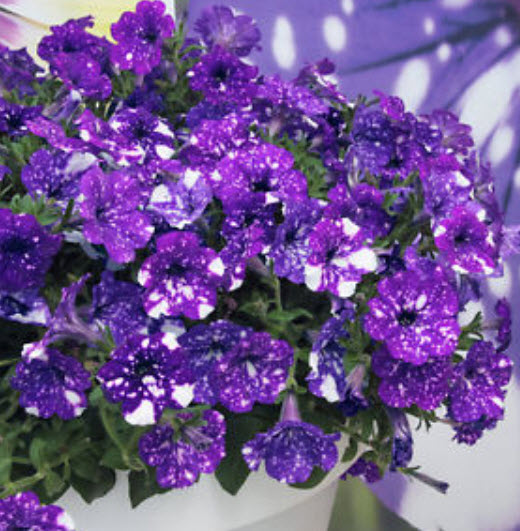 พิทูเนีย บลู สกาย (Blue Sky Petunia) สีน้ำเงิน-ม่วงด่าง / 200 เม็ด (หายาก)