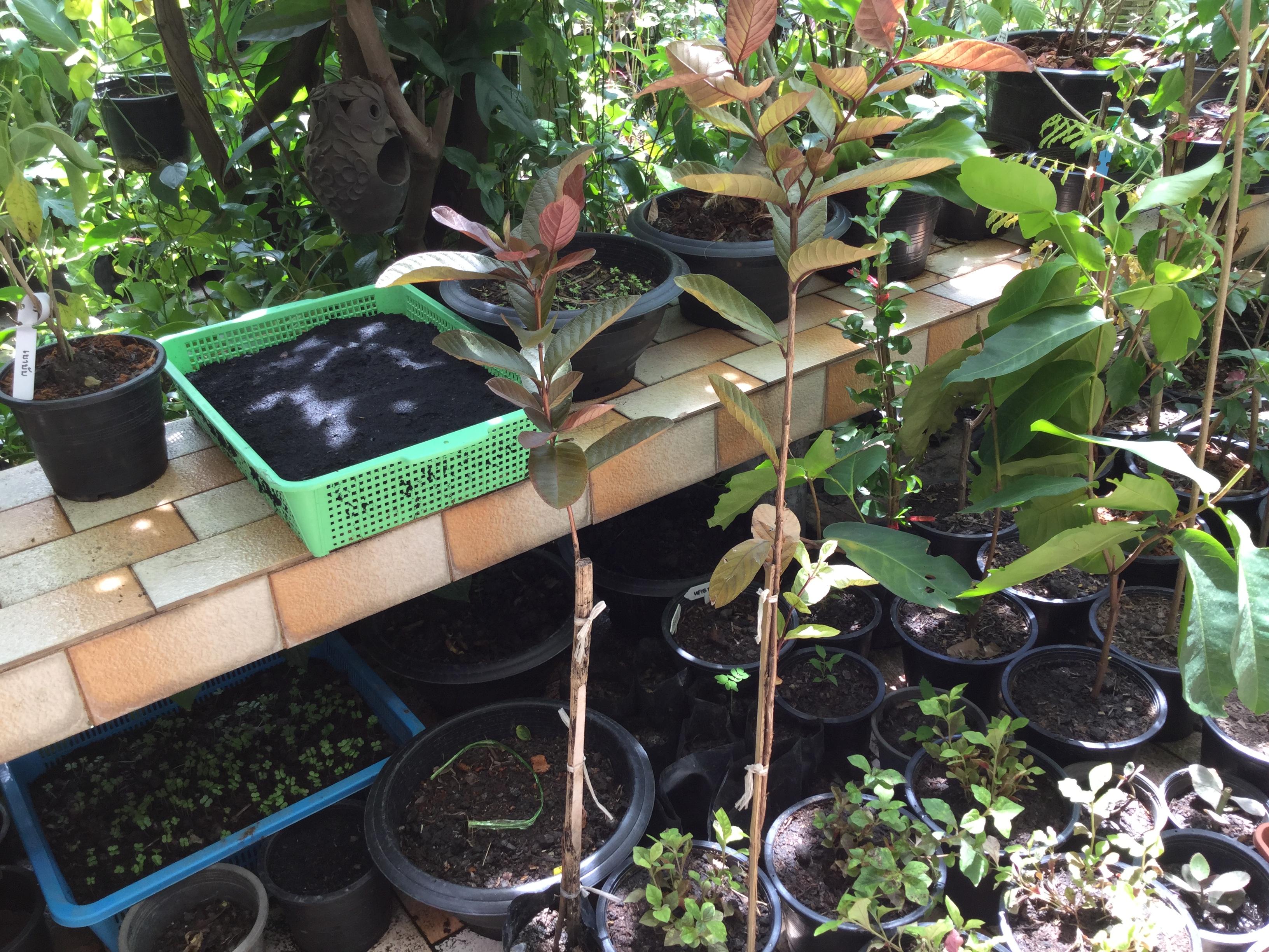 ต้นฝรั่งแดงทับทิมสยาม สูง 40-50 ซ.ม. / ต้น