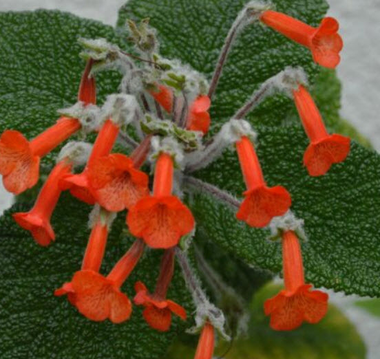 ซินนิงเกีย (Sinningia bullata) / 5 เม็ด (Austria)