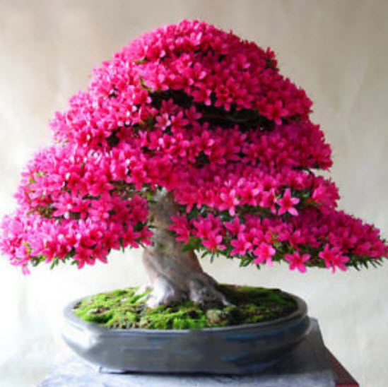 กุหลาบพันปีบอนไซ (Bonsai Azalea) สีชมพู / 25 เม็ด