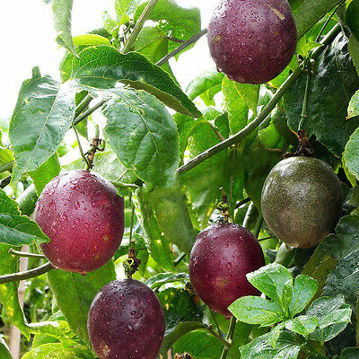 เสาวรส (Passion fruit) / 20 เม็ด (นอก)