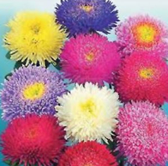 แอสเตอร์ ปริ้นส์เซส (Aster Princess) คละ / 200 เม็ด (Ukraine)