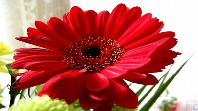 เยอบีร่า (Gerbera) สีแดง / 100 เม็ด