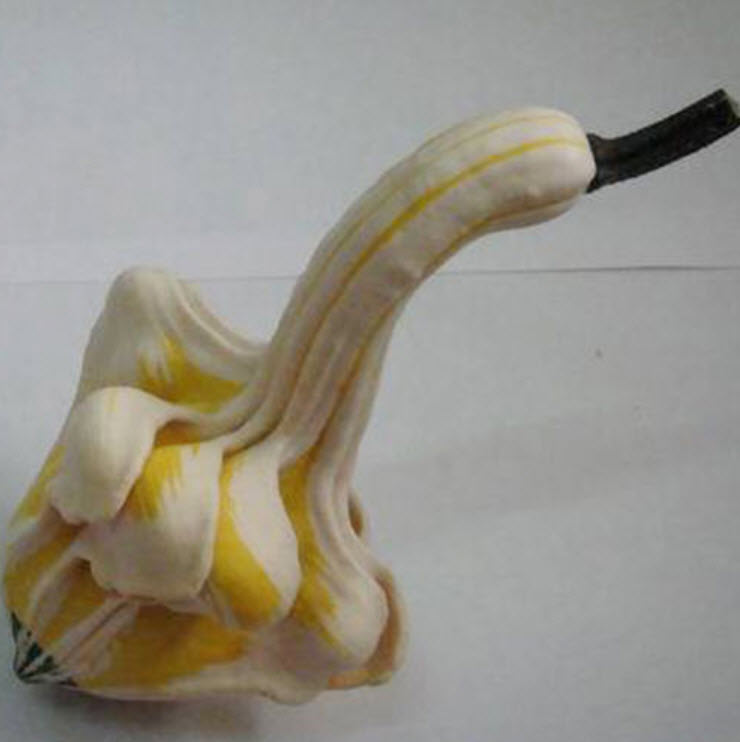 ฟักทอง (Pumpkin) / ซอง 6 เม็ด (B103)