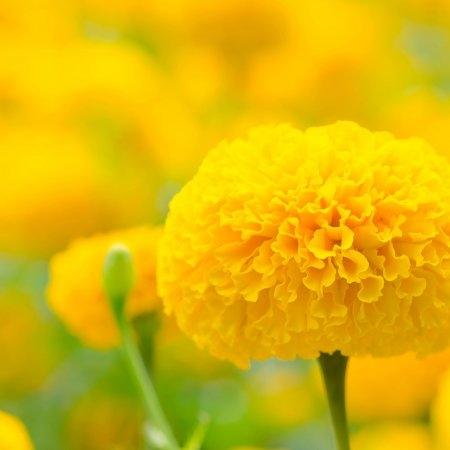 OCOberry สารสกัดจากบิลเบอร์รี่ ดอกดาวเรือง บำรุงสายตา บำรุงดวงตา จอประสาทตา การมองเห็น