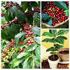 กาแฟ ฮาวาเอียน โคน่า (Hawaiian Kona Coffee) / 100 เม็ด