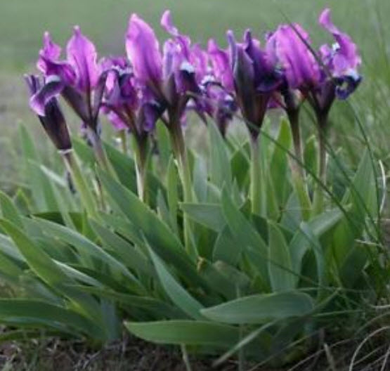 ไอริส (Iris) คละ / 100 เม็ด