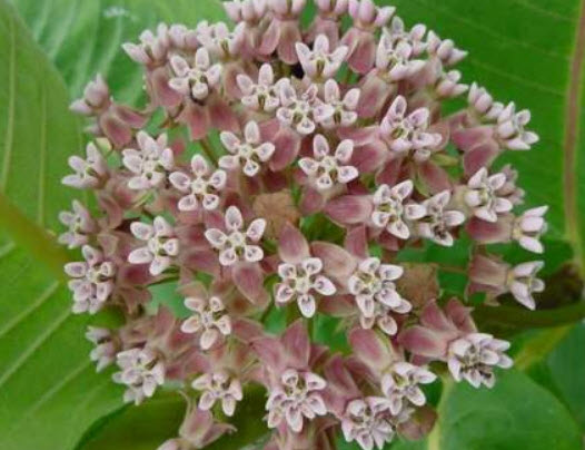คอมม่อน มิลค์หวีด หรือนกหงส์หยก (Common Milkweed) / 50 เม็ด (Croatia)