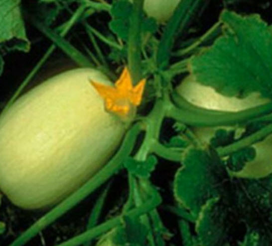 ฟักทองสปาเก็ตตี้ (Spaghetti Pumpkin) / 5 เม็ด (Hungary)