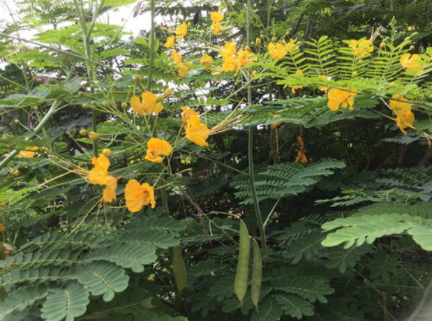 ต้นหางนกยูงไทย สีเหลือง สูง 85-100 ซ.ม กระถาง 10 นิ้ว / ต้น