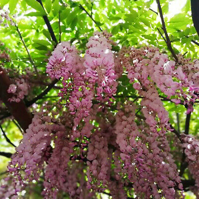 วิสทีเรีย (Wisteria) สีชมพู / 20 เม็ด