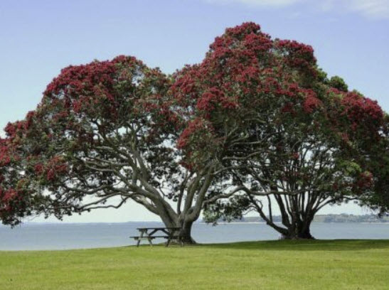 คริสต์มาสนิวซีแลนด์ ดอกแดง (Red Pohutukawa / Metrosideros excelsa) / 100 เม็ด (Portugal)