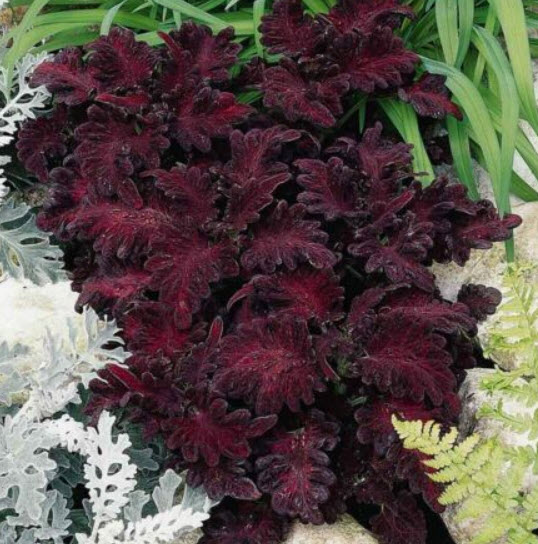 ฤาษีผสม แบล๊ค ดราก้อน หรือมังกรดำ (Black Dragon Coleus) / 100 เม็ด (China)