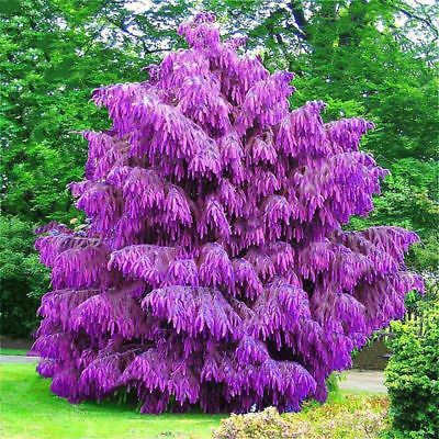สนปีนัส/ไพนัส สีม่วง หรือสนม่วง (Purple Pinus) / 5 เม็ด (UK)