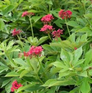 ต้นเข็มปัตตาเวีย กระถาง 8 นิ้ว สูง 40-60 ซ.ม.