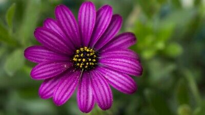 เยอบีร่า (Gerbera) สีม่วง / 100 เม็ด