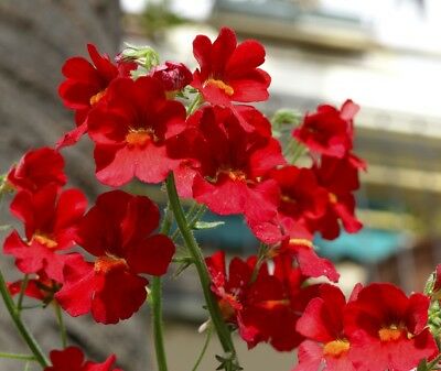 เนมีเซีย (Nemesia Spicy Real Red) สีแดงสด / 1,300 เม็ด (UK)