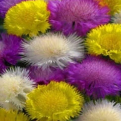 สวีท สุลต่าน (Sweet Sultan) คละ / 100 เม็ด