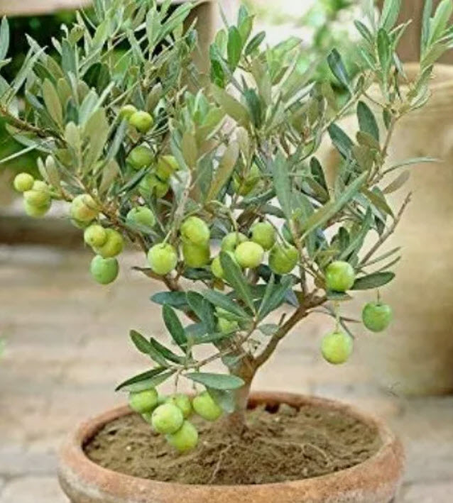 มะกอกโอลีฟ บอนไซ (Olive Oil Bonsai / Olea europaea) / 5 เม็ด (Spain)*