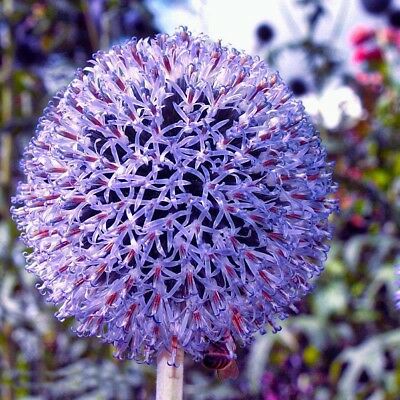 โกลบ ธิสเซิล (Globe Thistle) สีฟ้า / 70 เม็ด (China)