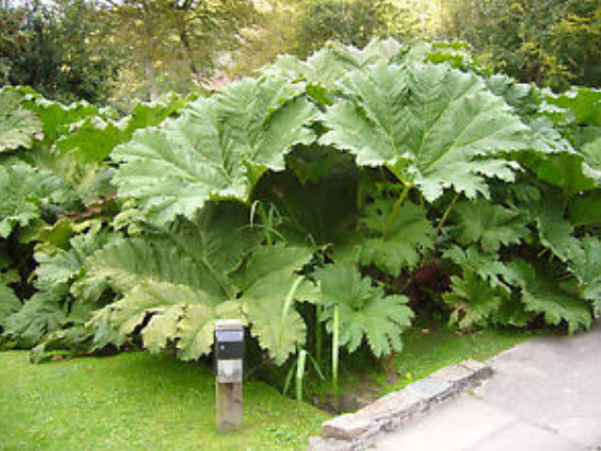 ไจแอนท์ รูห์บาบ (Giant Rhubarb) / 50 เม็ด (UK)