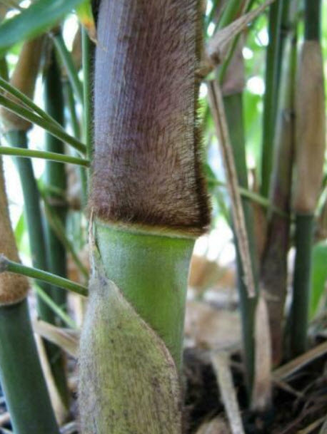 ไผ่ซาง (Male Bamboo / Dendrocalamus strictus) / 100 เม็ด (Portugal)