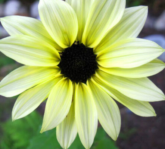 ทานตะวัน วนิลา ไอซ์ (Sunflower - Vanila Ice) / 60 เม็ด (UK)