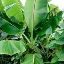 กล้วยหิมาลัย (Himalayan Banana) / 5 เม็ด (France)