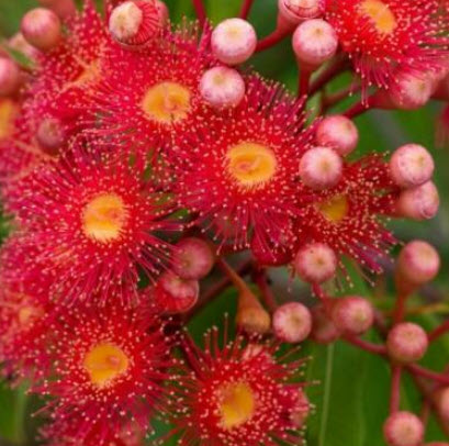 ยูคาลิปตัสแดง / ยูคาลิปตัสออสเตรเลีย (Corymbia ficifolia) / 10 เม็ด (Australia) *
