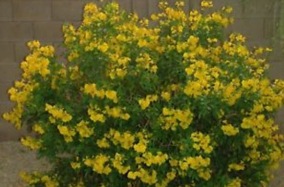 ทองอุไร (Tecoma stans) เตี้ย / 10 เม็ด (Brazil)