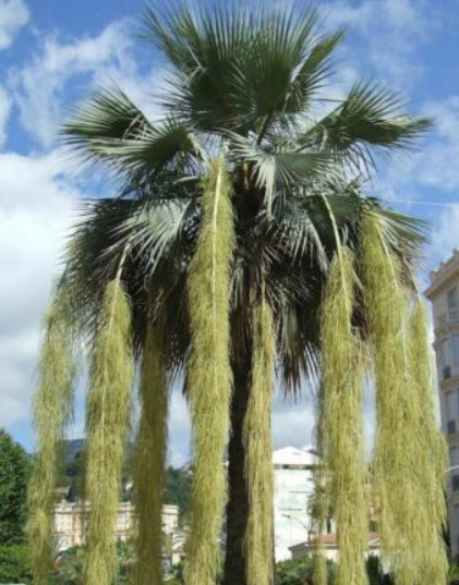 ปาล์มเม็กซิกันบลู (Mexican Blue Palm) / 2 เม็ด (Portugal)