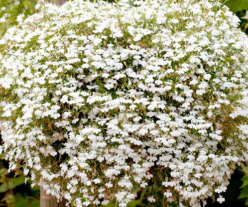 โลบีเลีย (Lobelia - Cascade series) สีขาว / 7,000 เม็ด (UK)