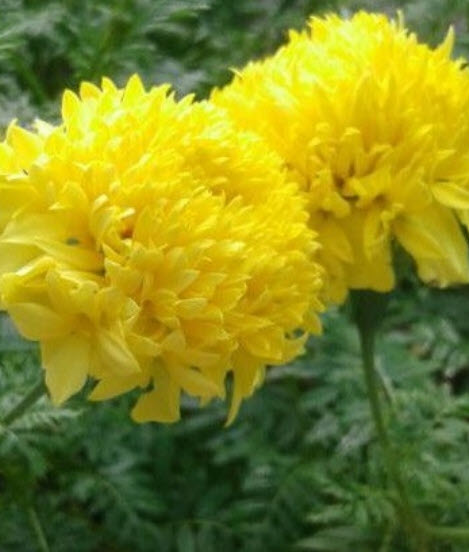 ดาวเรือง สีเหลือง ดอกใหญ่ / 100 เม็ด (P2S)