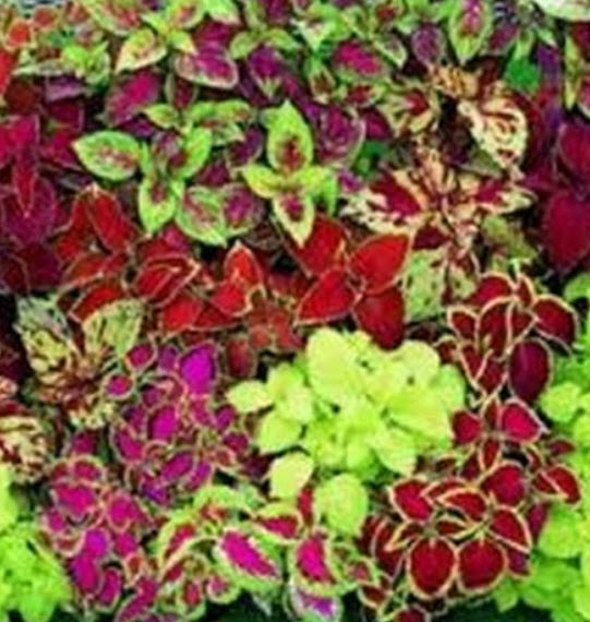ฤาษีผสมแฟนซี (Coleus - Rainbow) คละ / 100 เม็ด (USA)*