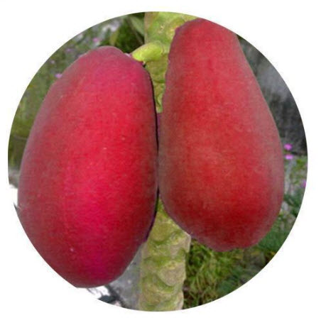 มะละกอแดง (Red Papaya) / 25 เม็ด (Vietnam)