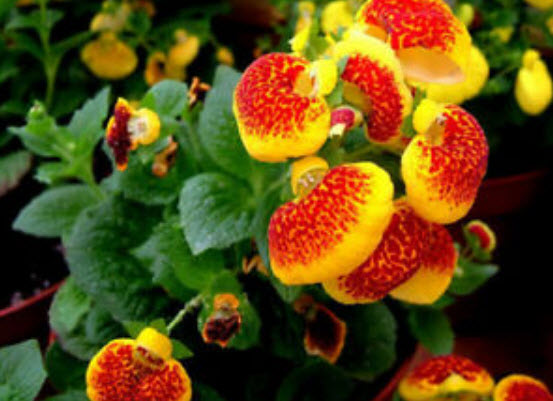 คาลซีโอลาเรีย (Calceolaria) คละ / ซอง 30 เม็ด (A150)