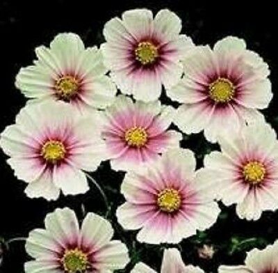 ดาวกระจาย (Cosmos - Daydream) / 25 เม็ด (UK)